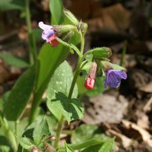 Lade das Bild in den Galerie-Viewer, Echtes Lungenkraut (Pulmonaria officinalis)