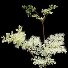 Lade das Bild in den Galerie-Viewer, Echtes Mädesüss (Filipendula ulmaria)