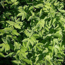 Lade das Bild in den Galerie-Viewer, Echtes Mädesüss (Filipendula ulmaria)