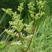 Lade das Bild in den Galerie-Viewer, Echtes Mädesüss (Filipendula ulmaria)