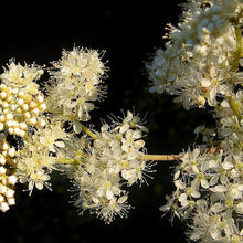 Lade das Bild in den Galerie-Viewer, Echtes Mädesüss (Filipendula ulmaria)