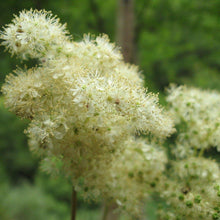 Lade das Bild in den Galerie-Viewer, Echtes Mädesüss (Filipendula ulmaria)