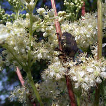 Lade das Bild in den Galerie-Viewer, Echtes Mädesüss (Filipendula ulmaria)