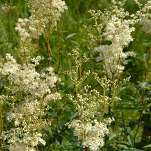 Lade das Bild in den Galerie-Viewer, Echtes Mädesüss (Filipendula ulmaria)