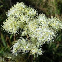 Lade das Bild in den Galerie-Viewer, Echtes Mädesüss (Filipendula ulmaria)