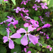 Lade das Bild in den Galerie-Viewer, Einjähriges Silberblatt (Lunaria annua)