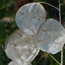 Lade das Bild in den Galerie-Viewer, Einjähriges Silberblatt (Lunaria annua)