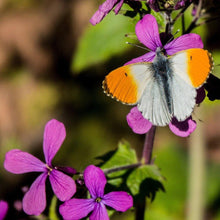 Lade das Bild in den Galerie-Viewer, Einjähriges Silberblatt (Lunaria annua)