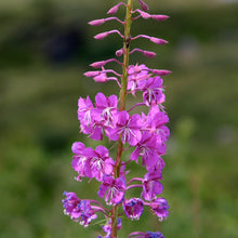 Lade das Bild in den Galerie-Viewer, Schmalblättriges Weidenröschen (Epilobium angustifolium)