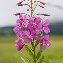 Lade das Bild in den Galerie-Viewer, Schmalblättriges Weidenröschen (Epilobium angustifolium)