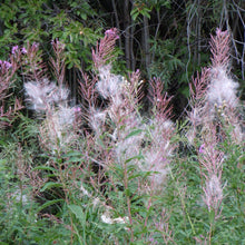 Lade das Bild in den Galerie-Viewer, Schmalblättriges Weidenröschen (Epilobium angustifolium)
