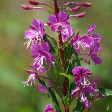 Lade das Bild in den Galerie-Viewer, Schmalblättriges Weidenröschen (Epilobium angustifolium)