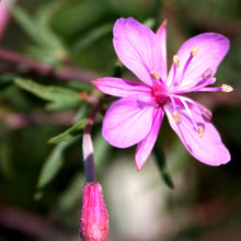 Lade das Bild in den Galerie-Viewer, Rosmarin-Weidenröschen (Epilobium dodonaei)