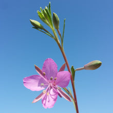 Lade das Bild in den Galerie-Viewer, Rosmarin-Weidenröschen (Epilobium dodonaei)