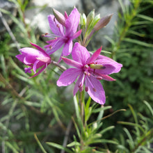 Lade das Bild in den Galerie-Viewer, Rosmarin-Weidenröschen (Epilobium dodonaei)