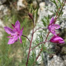 Lade das Bild in den Galerie-Viewer, Rosmarin-Weidenröschen (Epilobium dodonaei)
