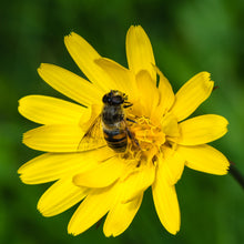 Lade das Bild in den Galerie-Viewer, Wiesen-Bocksbart (Tragopogon pratensis)