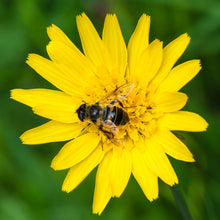 Lade das Bild in den Galerie-Viewer, Wiesen-Bocksbart (Tragopogon pratensis)