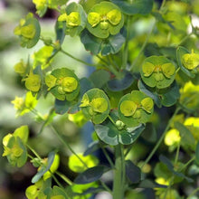 Lade das Bild in den Galerie-Viewer, Mandelblättrige Wolfsmilch (Euphorbia amygdaloides)