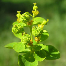 Lade das Bild in den Galerie-Viewer, Sumpf-Wolfsmilch (Euphorbia palustris)