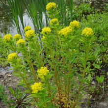 Lade das Bild in den Galerie-Viewer, Sumpf-Wolfsmilch (Euphorbia palustris)