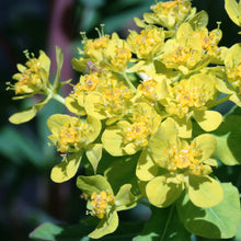Lade das Bild in den Galerie-Viewer, Sumpf-Wolfsmilch (Euphorbia palustris)