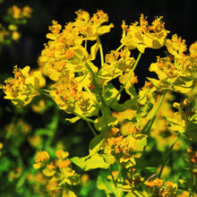Lade das Bild in den Galerie-Viewer, Sumpf-Wolfsmilch (Euphorbia palustris)