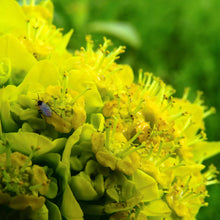 Lade das Bild in den Galerie-Viewer, Sumpf-Wolfsmilch (Euphorbia palustris)