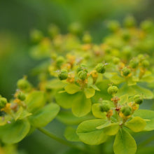 Lade das Bild in den Galerie-Viewer, Sumpf-Wolfsmilch (Euphorbia palustris)
