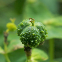 Lade das Bild in den Galerie-Viewer, Sumpf-Wolfsmilch (Euphorbia palustris)