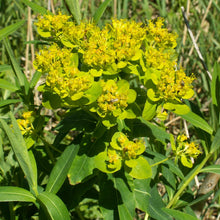 Lade das Bild in den Galerie-Viewer, Sumpf-Wolfsmilch (Euphorbia palustris)