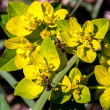 Lade das Bild in den Galerie-Viewer, Warzige Wolfsmilch (Euphorbia verrucosa)
