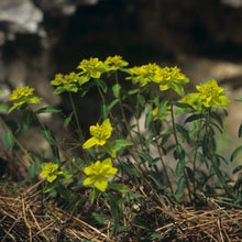 Lade das Bild in den Galerie-Viewer, Warzige Wolfsmilch (Euphorbia verrucosa)