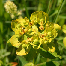 Lade das Bild in den Galerie-Viewer, Warzige Wolfsmilch (Euphorbia verrucosa)