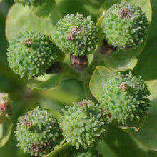 Lade das Bild in den Galerie-Viewer, Warzige Wolfsmilch (Euphorbia verrucosa)