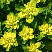 Lade das Bild in den Galerie-Viewer, Warzige Wolfsmilch (Euphorbia verrucosa)