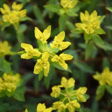 Lade das Bild in den Galerie-Viewer, Warzige Wolfsmilch (Euphorbia verrucosa)