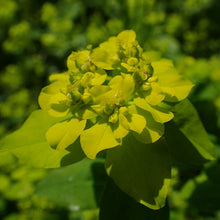 Lade das Bild in den Galerie-Viewer, Warzige Wolfsmilch (Euphorbia verrucosa)