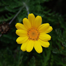 Lade das Bild in den Galerie-Viewer, Färber-Hundskamille (Anthemis tinctoria)