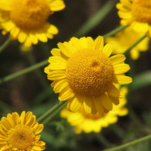 Lade das Bild in den Galerie-Viewer, Färber-Hundskamille (Anthemis tinctoria)