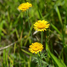 Lade das Bild in den Galerie-Viewer, Färber-Hundskamille (Anthemis tinctoria)