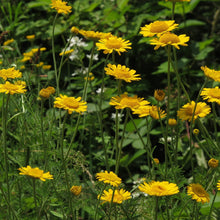 Lade das Bild in den Galerie-Viewer, Färber-Hundskamille (Anthemis tinctoria)
