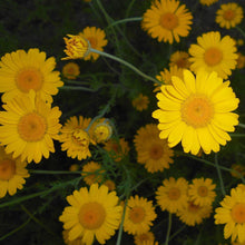 Lade das Bild in den Galerie-Viewer, Färber-Hundskamille (Anthemis tinctoria)