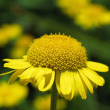 Lade das Bild in den Galerie-Viewer, Färber-Hundskamille (Anthemis tinctoria)