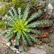 Lade das Bild in den Galerie-Viewer, Färber-Wau (Reseda luteola)