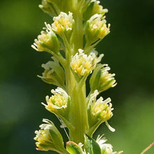 Lade das Bild in den Galerie-Viewer, Färber-Wau (Reseda luteola)