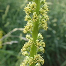 Lade das Bild in den Galerie-Viewer, Färber-Wau (Reseda luteola)