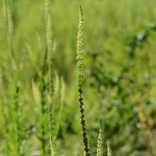 Lade das Bild in den Galerie-Viewer, Färber-Wau (Reseda luteola)