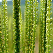 Lade das Bild in den Galerie-Viewer, Färber-Wau (Reseda luteola)