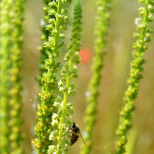 Lade das Bild in den Galerie-Viewer, Färber-Wau (Reseda luteola)